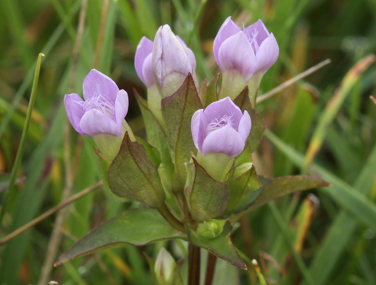 Gentianella campestris (door Peter Meininger)