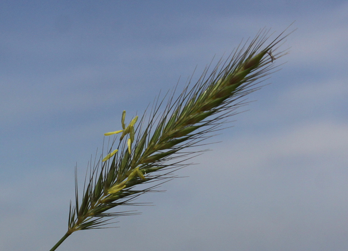 Hordeum secalinum (door Peter Meininger)