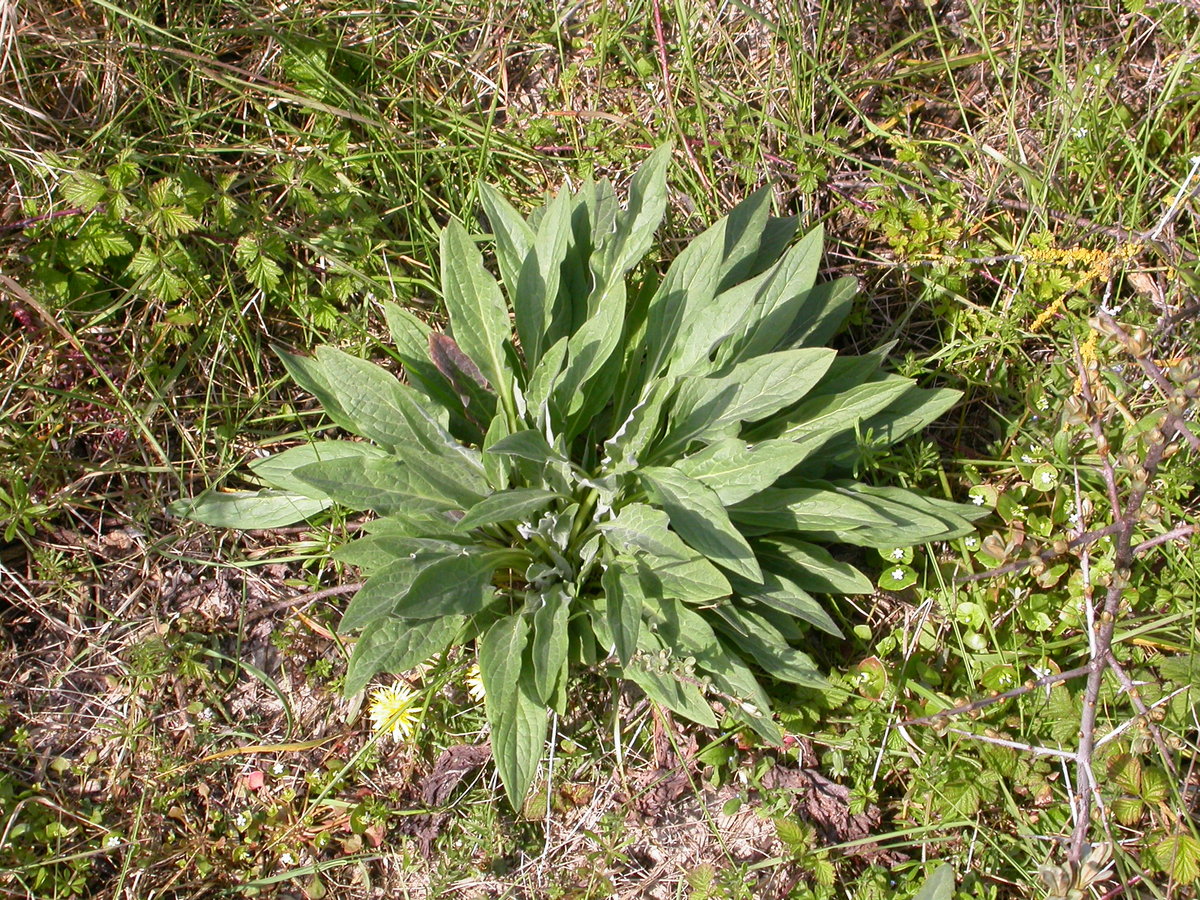 Cynoglossum officinale (door Peter Meininger)