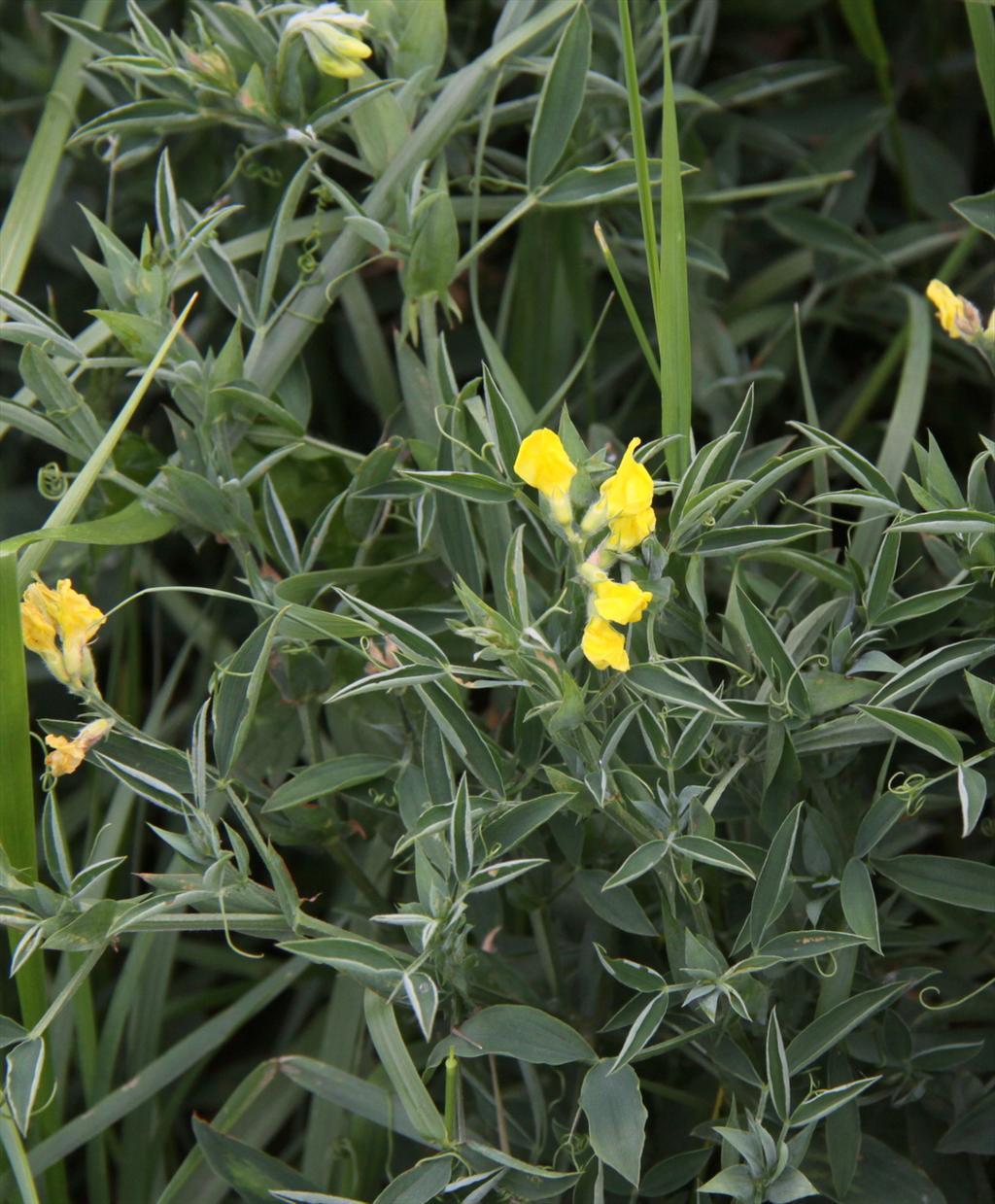 Lathyrus pratensis (door Peter Meininger)