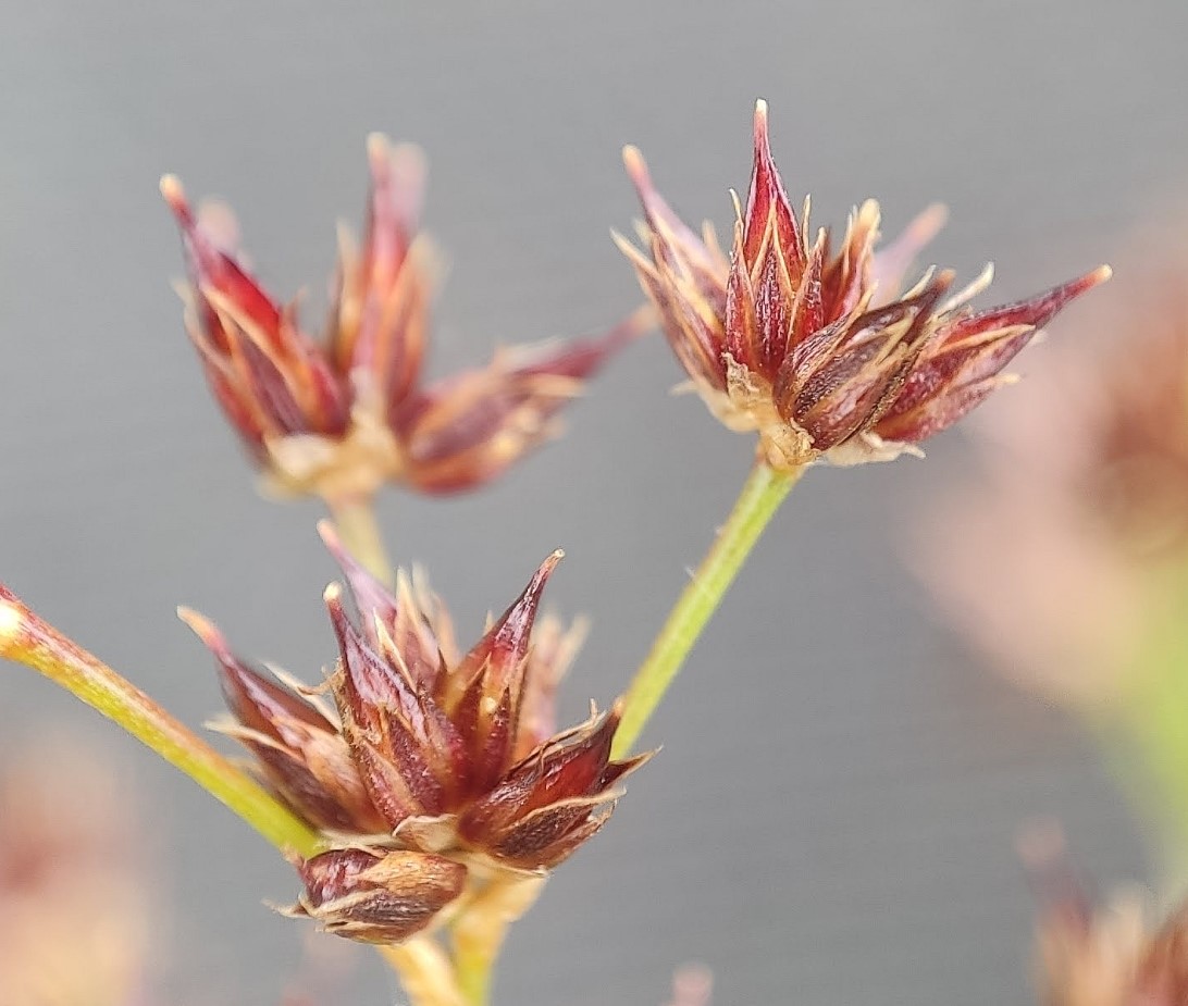 Juncus acutiflorus (door Peter Wetzels)