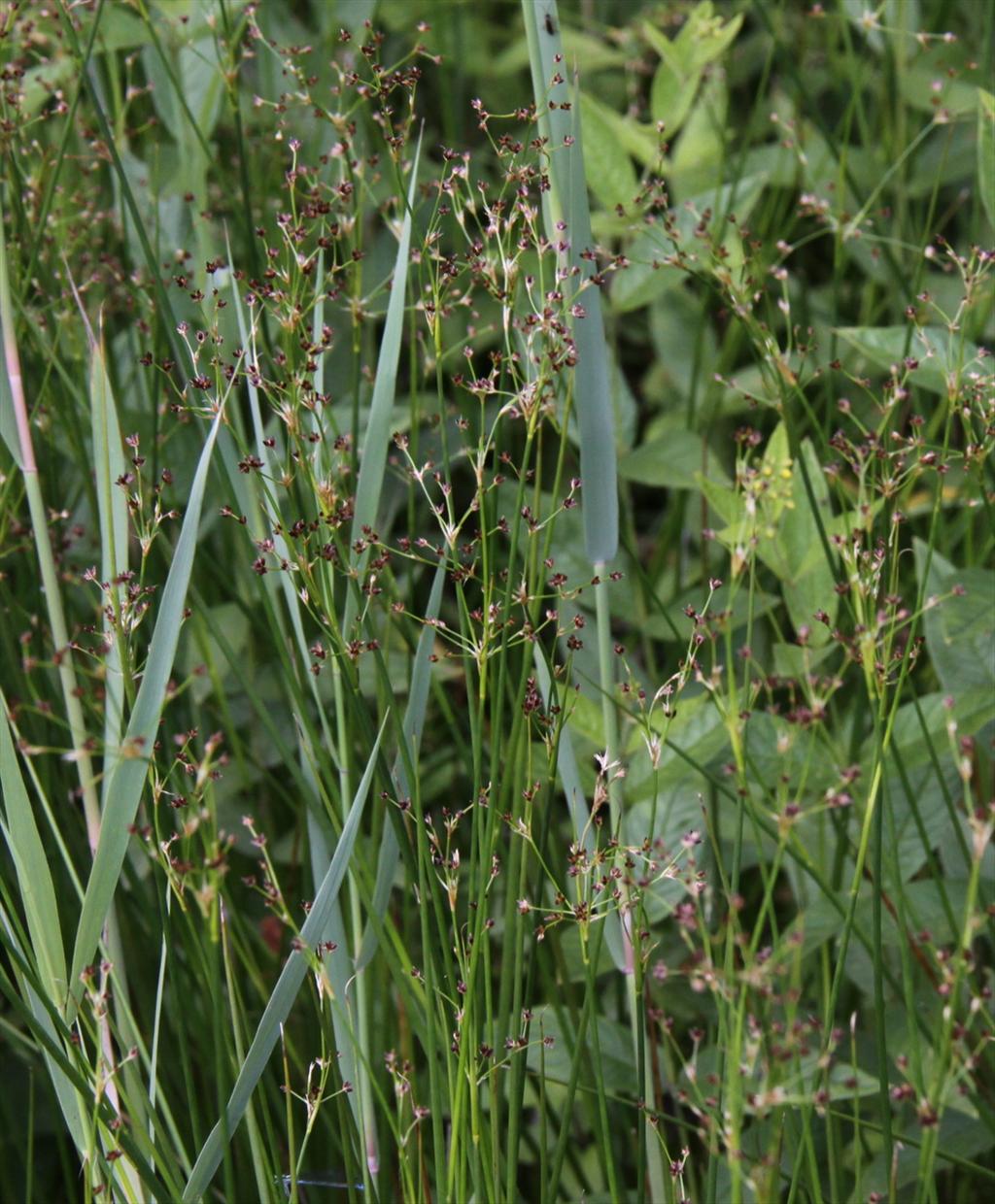 Juncus acutiflorus (door Peter Meininger)