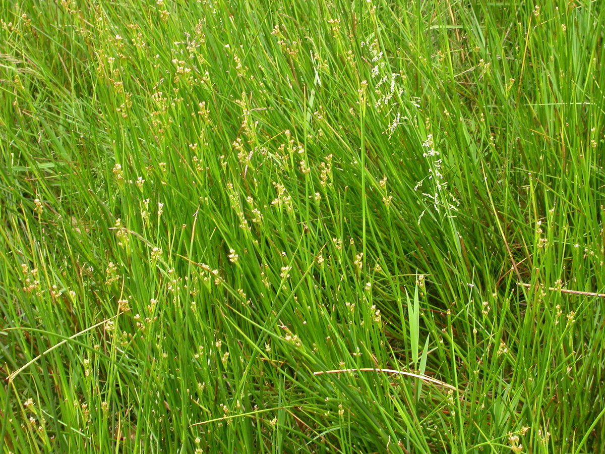 Juncus acutiflorus (door Peter Meininger)