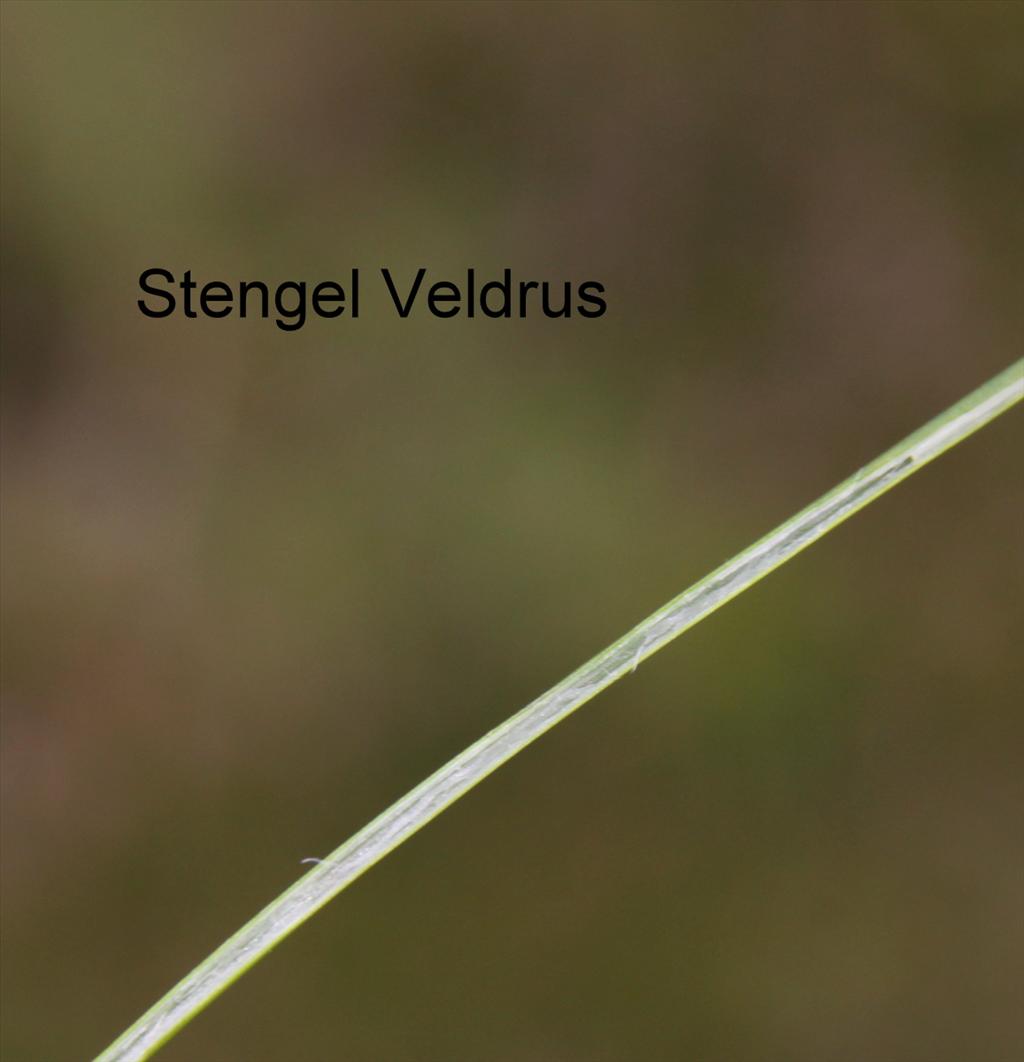 Juncus acutiflorus (door Peter Meininger)