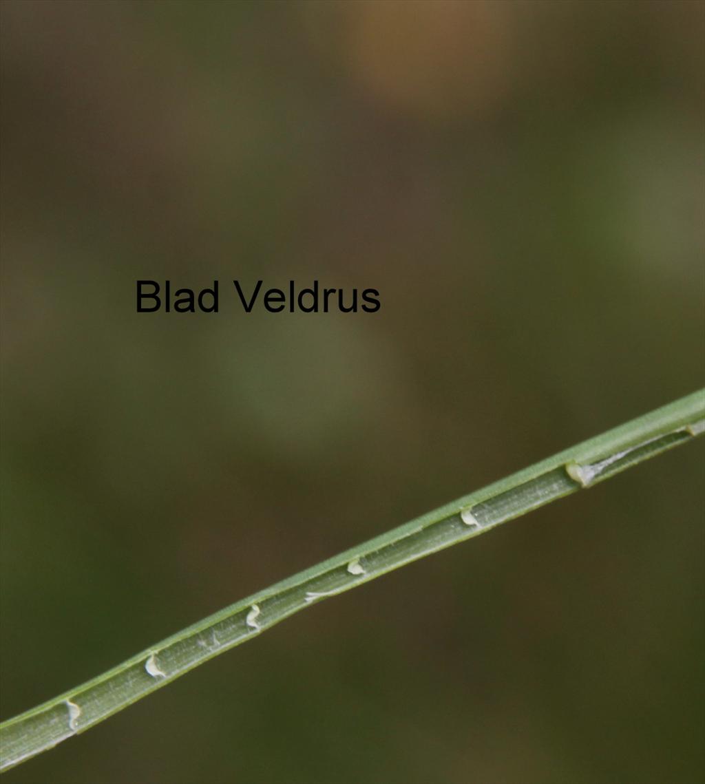 Juncus acutiflorus (door Peter Meininger)