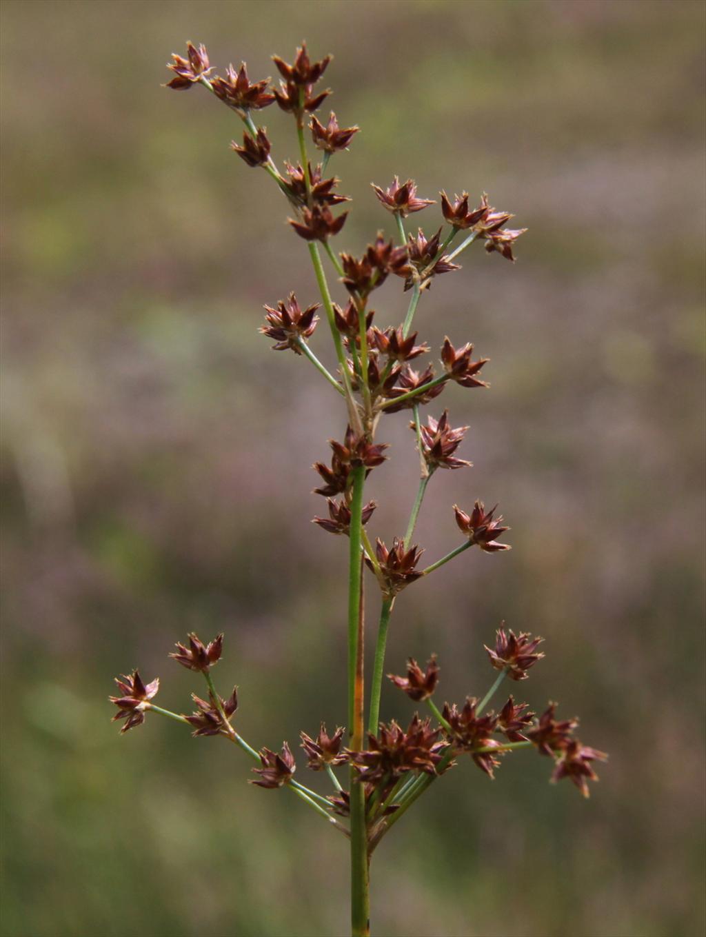 Juncus acutiflorus (door Peter Meininger)