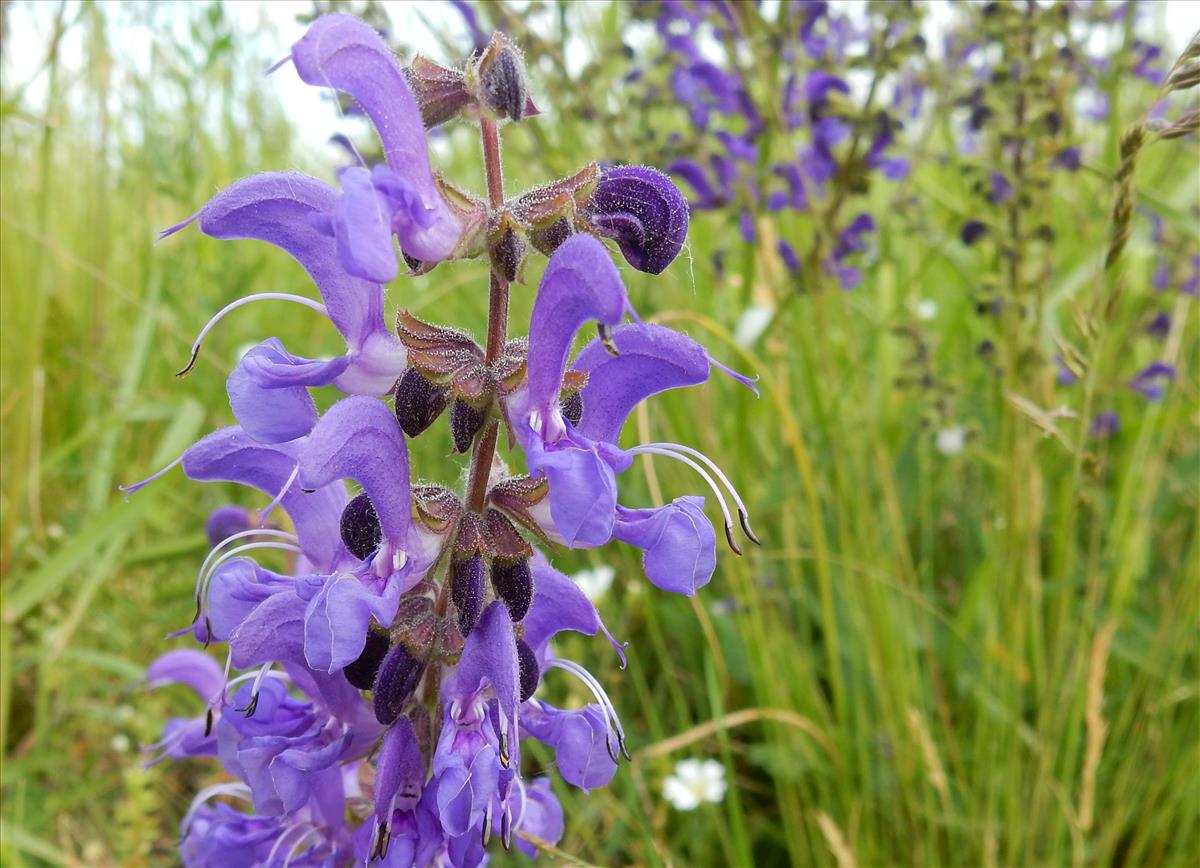 Salvia pratensis (door Peter Meininger)