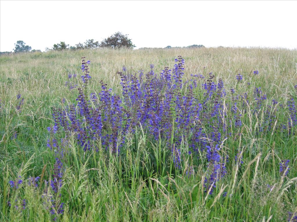 Salvia pratensis (door Piet Bremer )