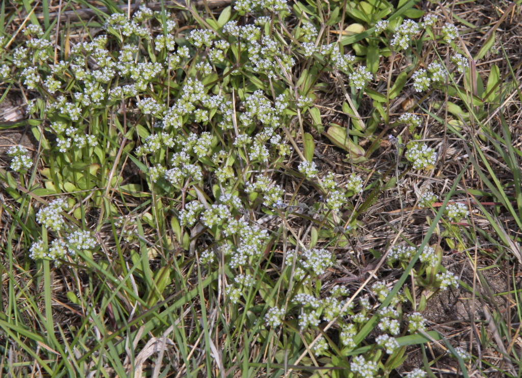 Valerianella locusta (door Peter Meininger)