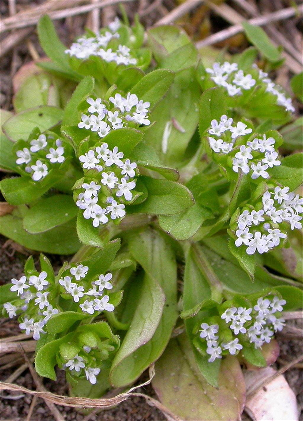 Valerianella locusta (door Peter Meininger)