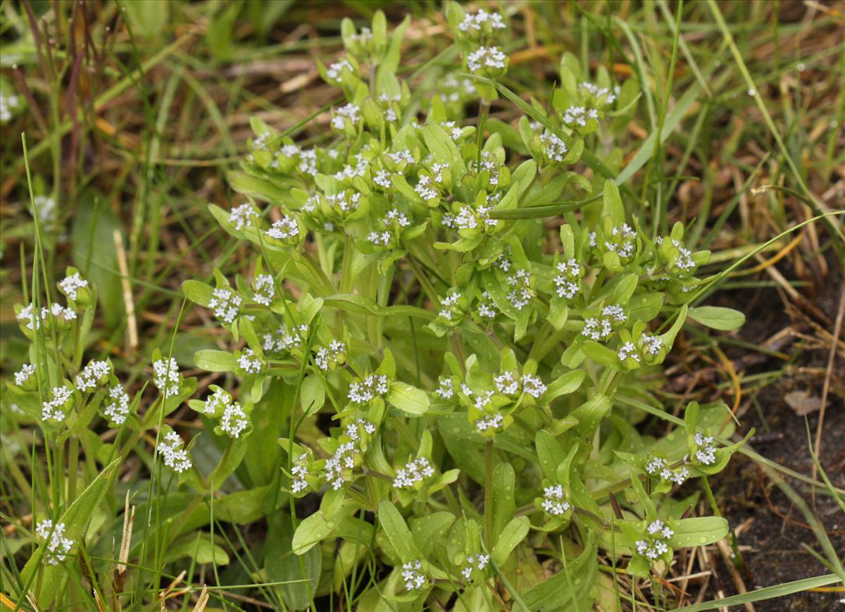 Valerianella locusta (door Peter Meininger)