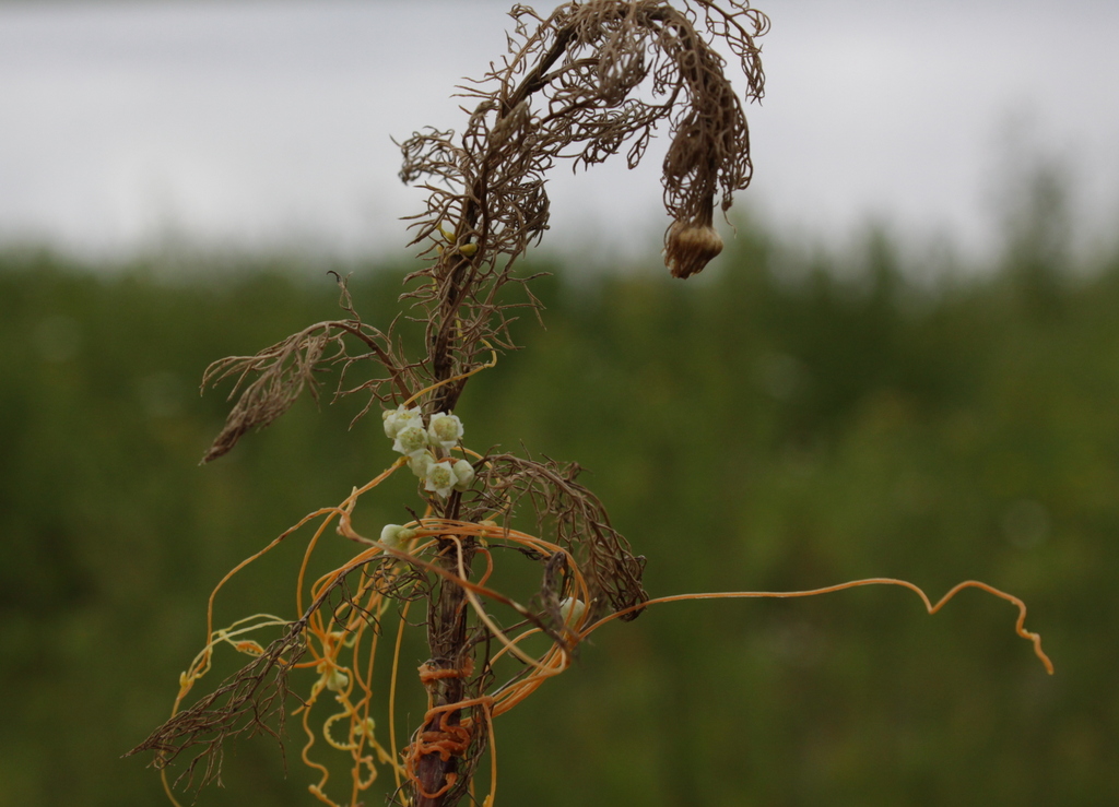 Cuscuta campestris (door Peter Meininger)