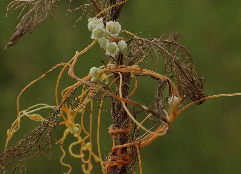 Cuscuta campestris (door Peter Meininger)