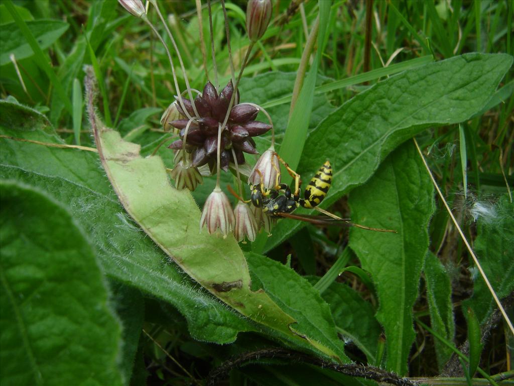 Allium oleraceum (door Ruud Beringen)