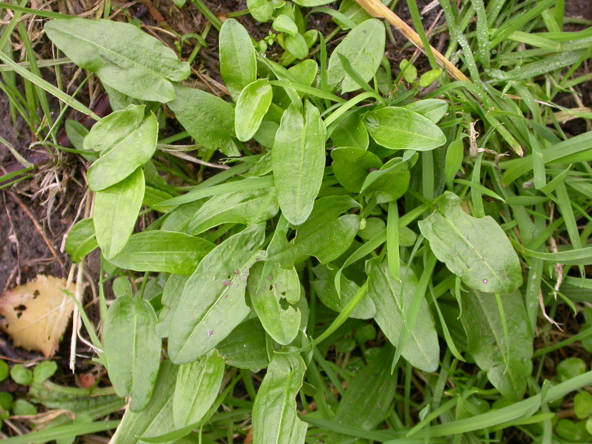 Rumex acetosa (door Peter Meininger)