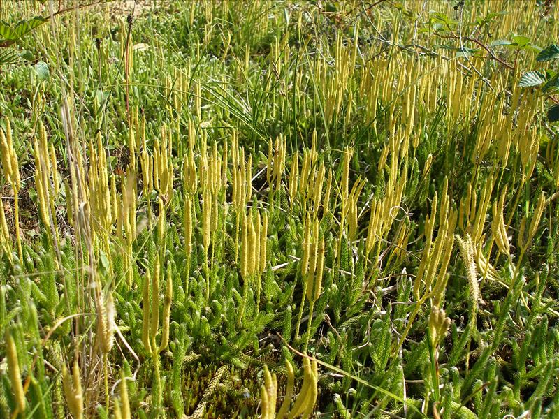 Lycopodium clavatum (door Piet Bremer )