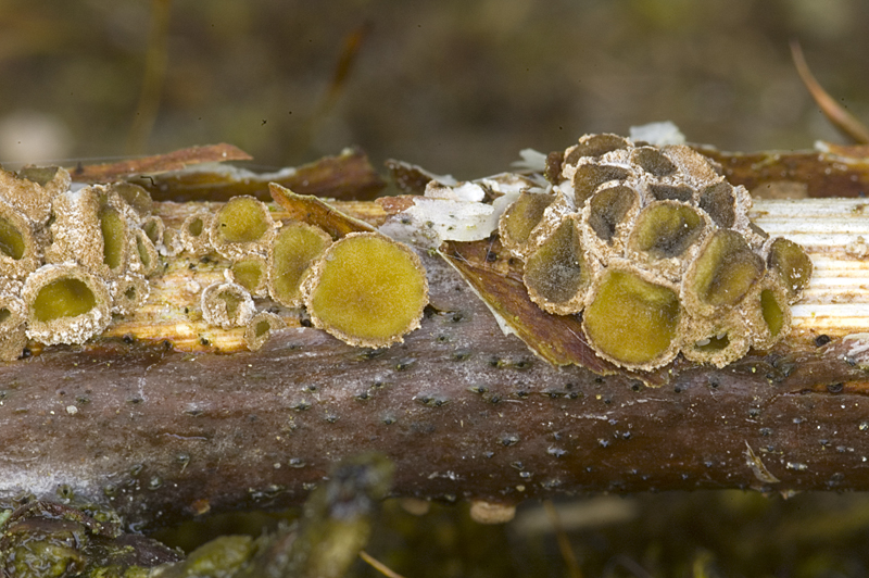 Velutarina rufoolivacea (door Nico Dam)