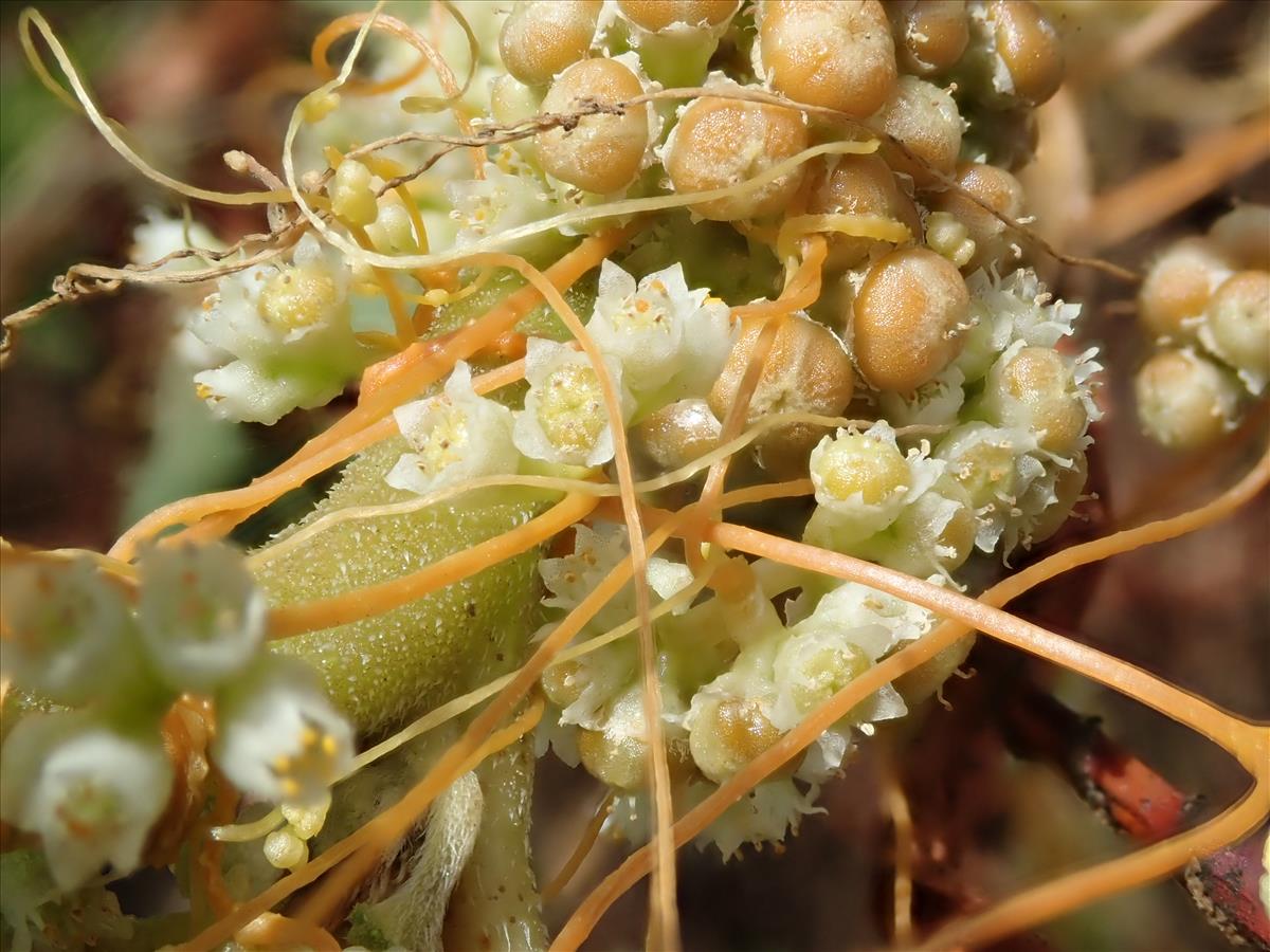 Cuscuta campestris (door Carleen de Graaf)
