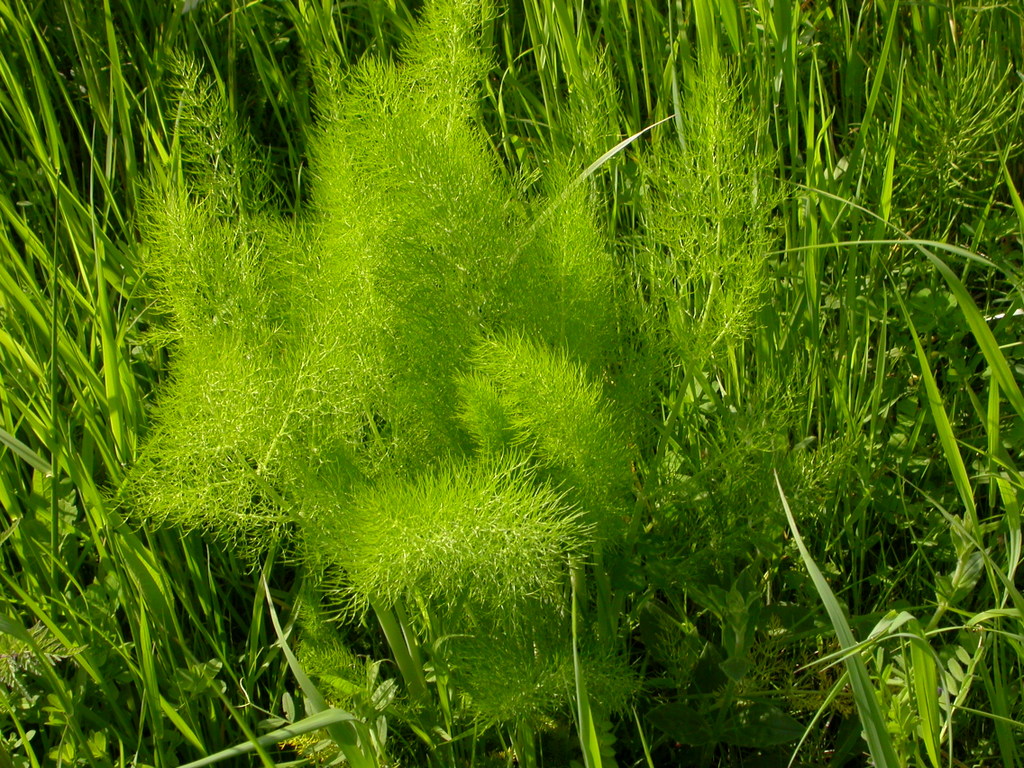 Foeniculum vulgare (door Peter Meininger)