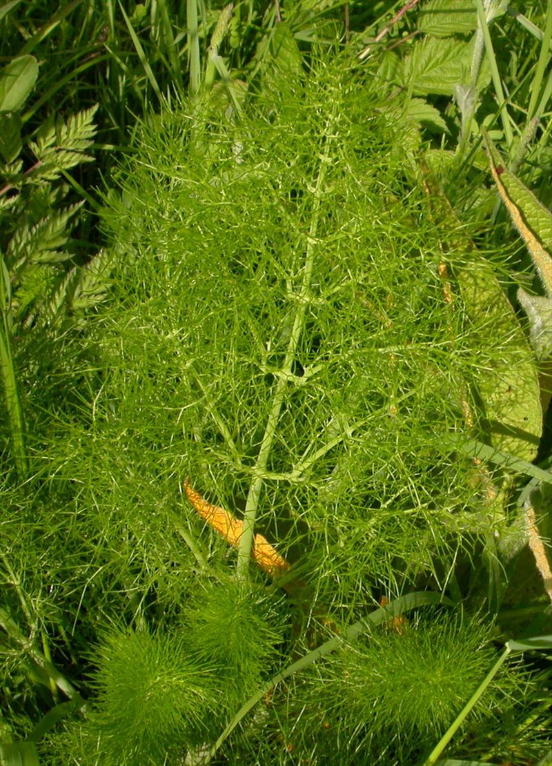 Foeniculum vulgare (door Peter Meininger)