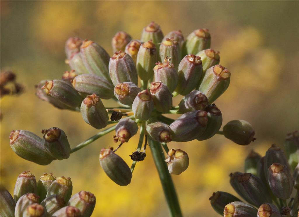 Foeniculum vulgare (door Peter Meininger)