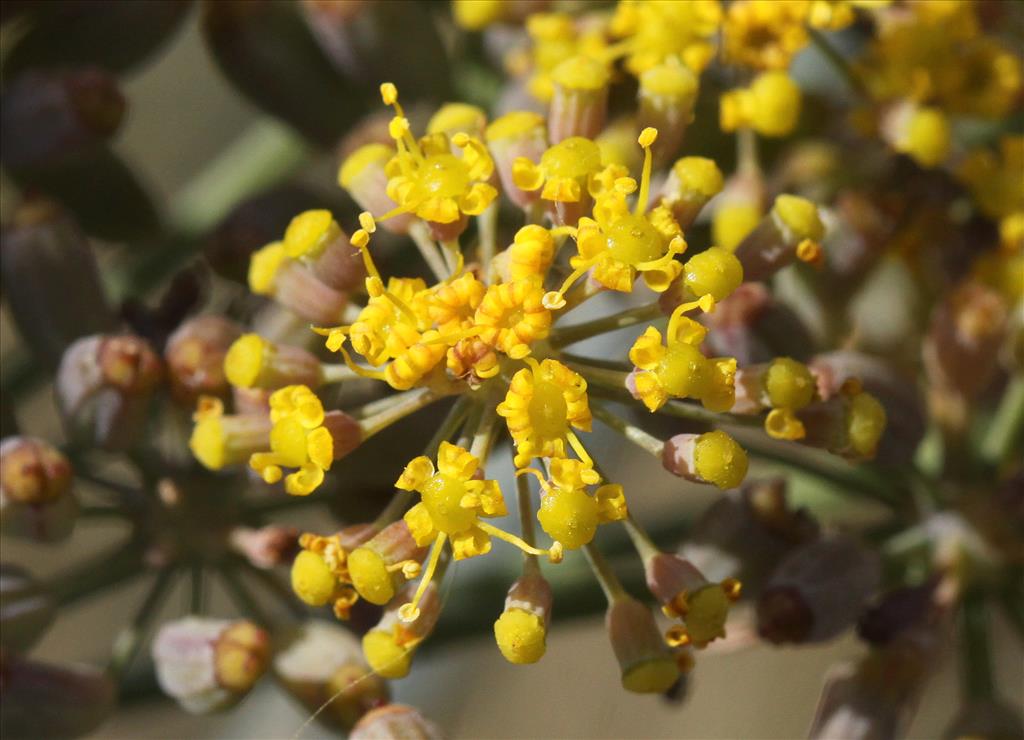 Foeniculum vulgare (door Peter Meininger)