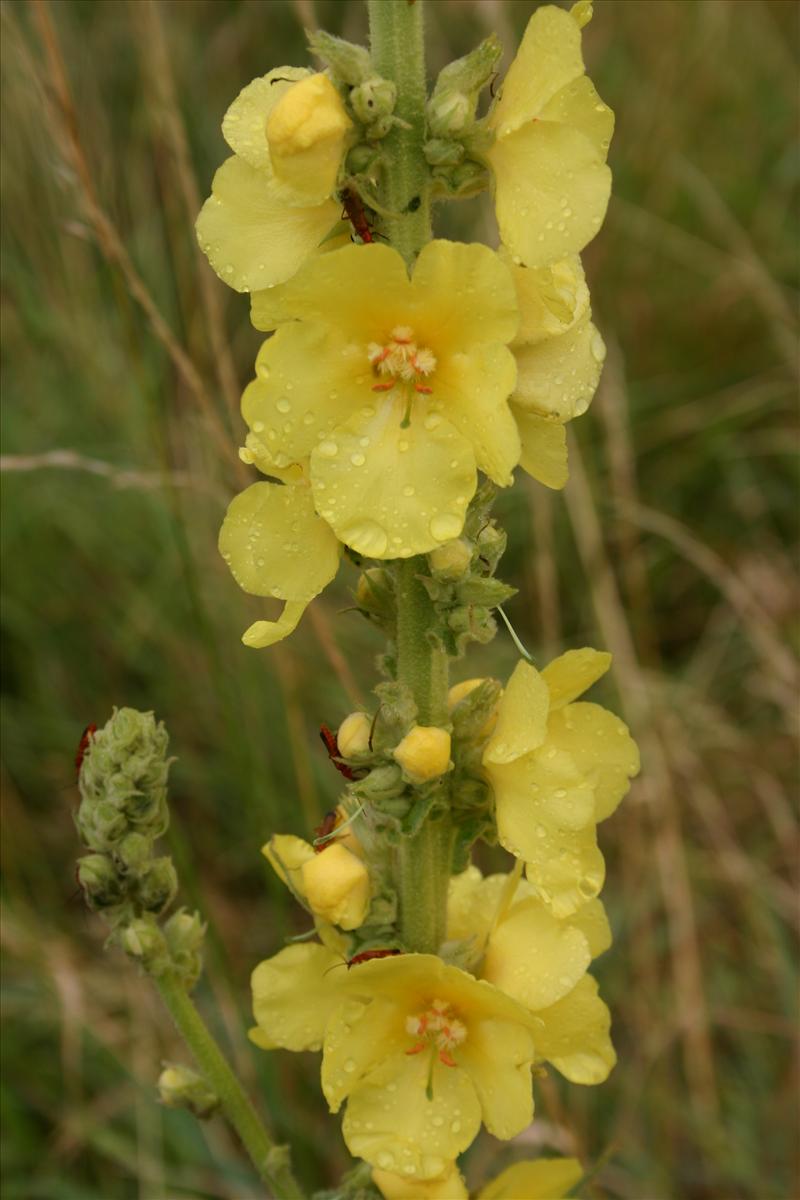 Verbascum densiflorum (door Niels Jeurink)