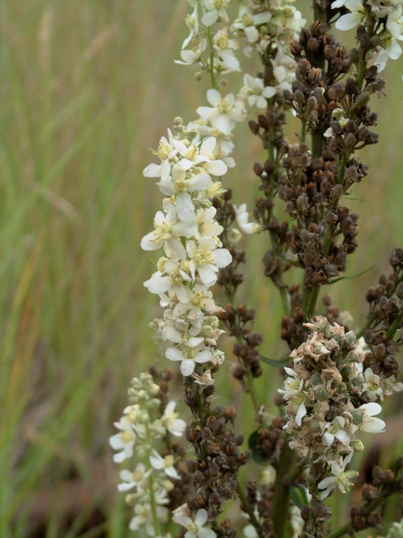 Verbascum lychnitis (door Adrie van Heerden)