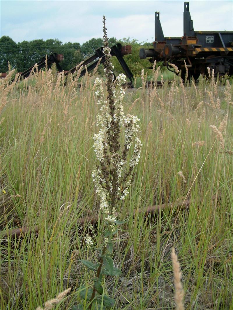 Verbascum lychnitis (door Adrie van Heerden)