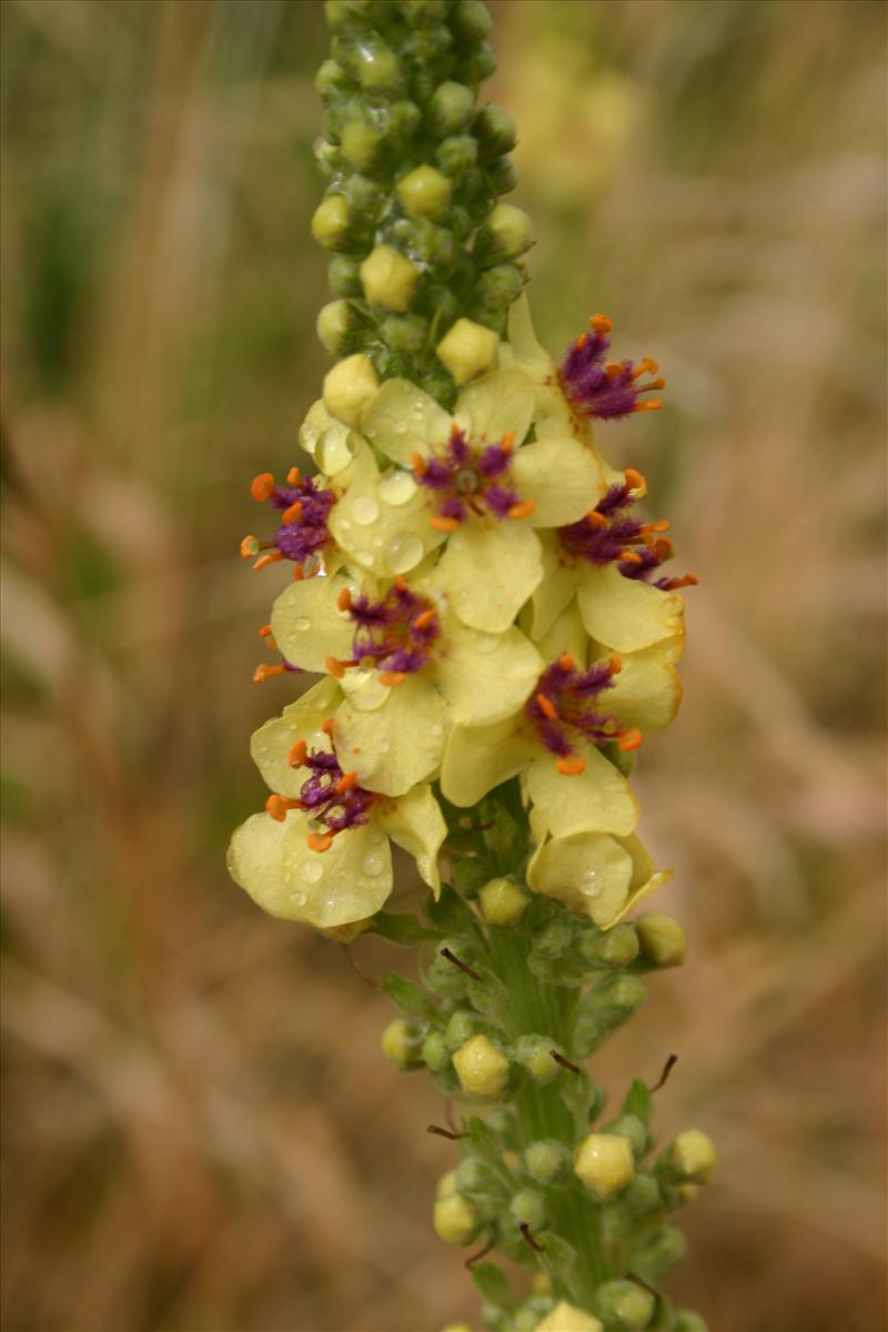 Verbascum nigrum (door Niels Jeurink)