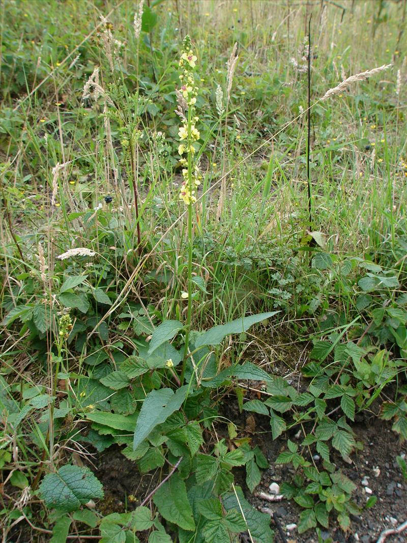 Verbascum nigrum (door Adrie van Heerden)