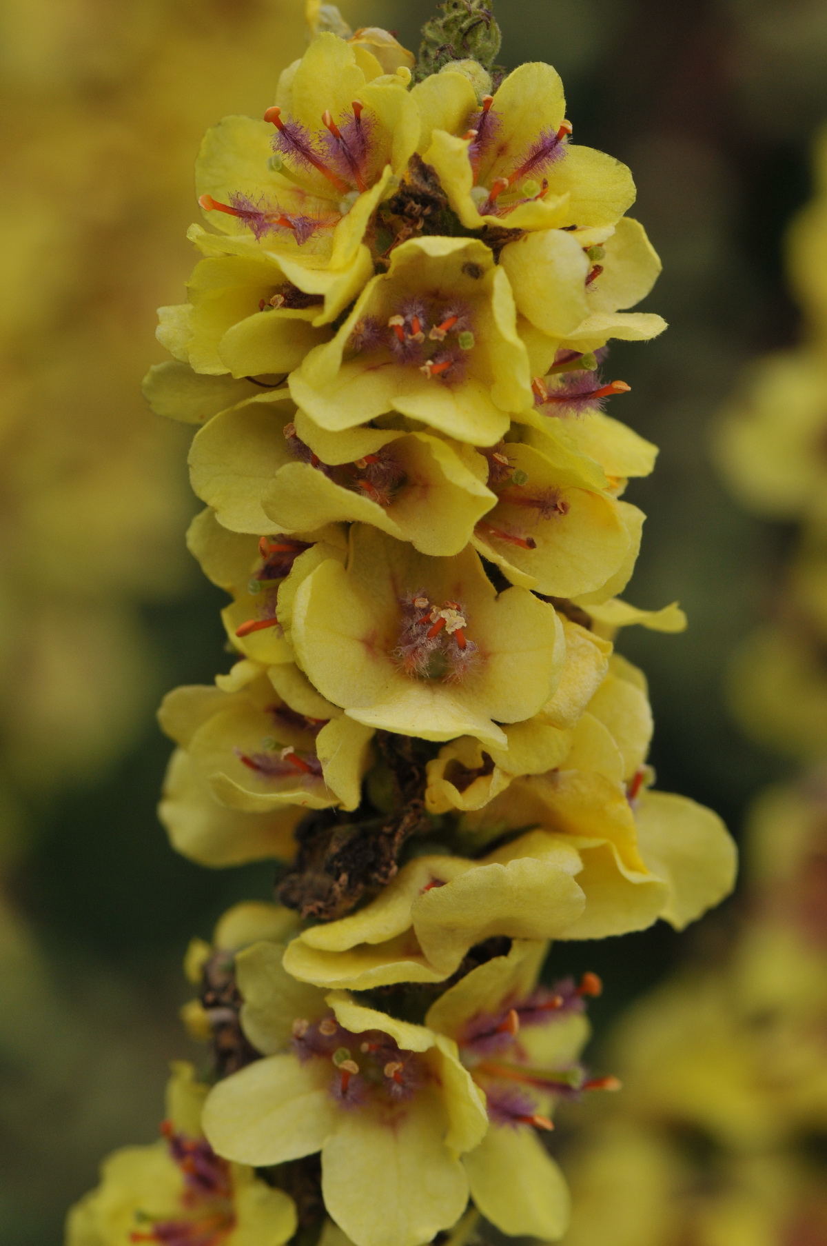 Verbascum nigrum (door Hans Toetenel)