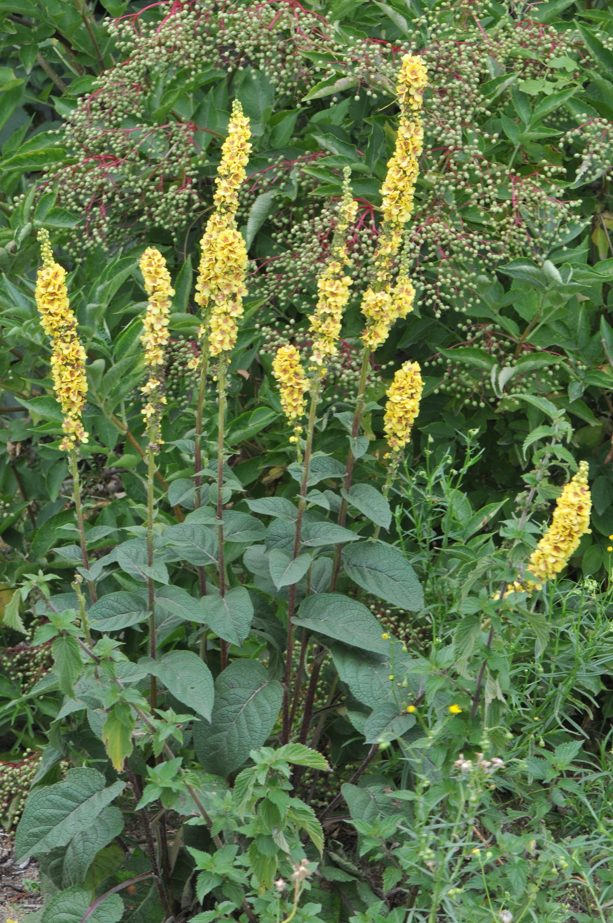 Verbascum nigrum (door Hans Toetenel)