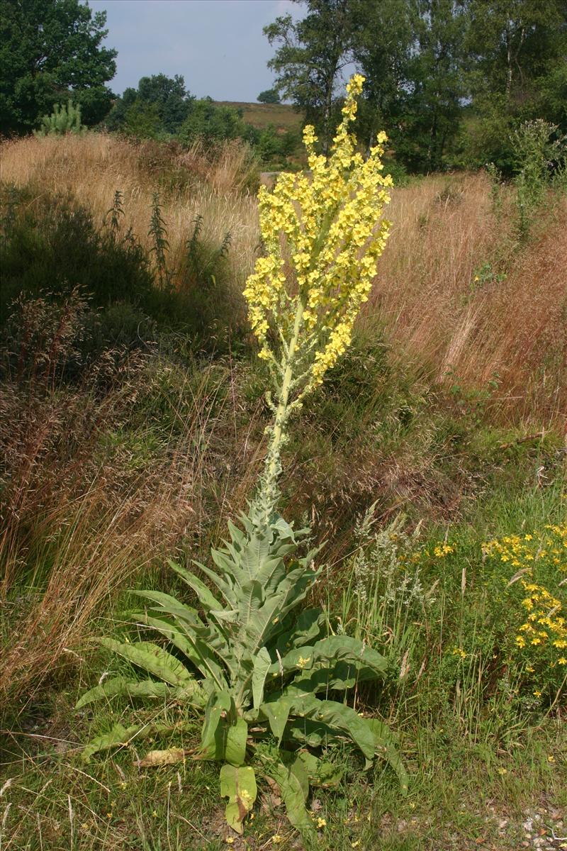 Verbascum speciosum (door Niels Jeurink)