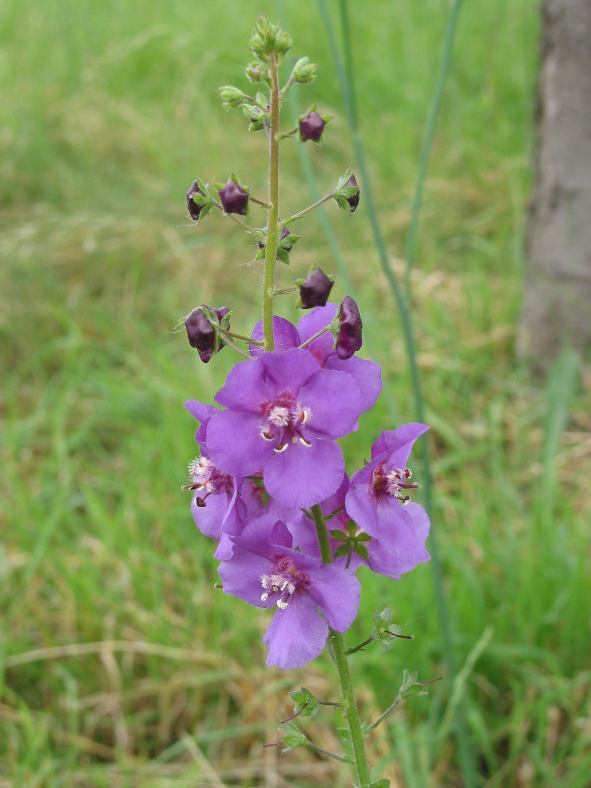 Verbascum phoeniceum (door Gertjan van Mill)