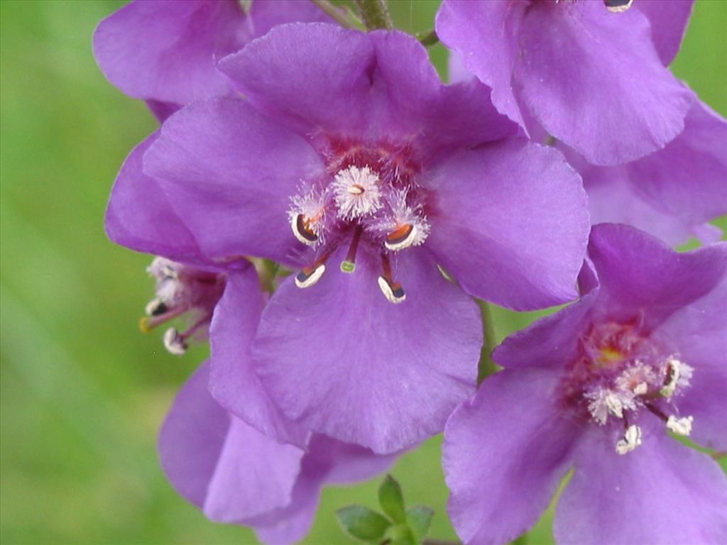 Verbascum phoeniceum (door Gertjan van Mill)