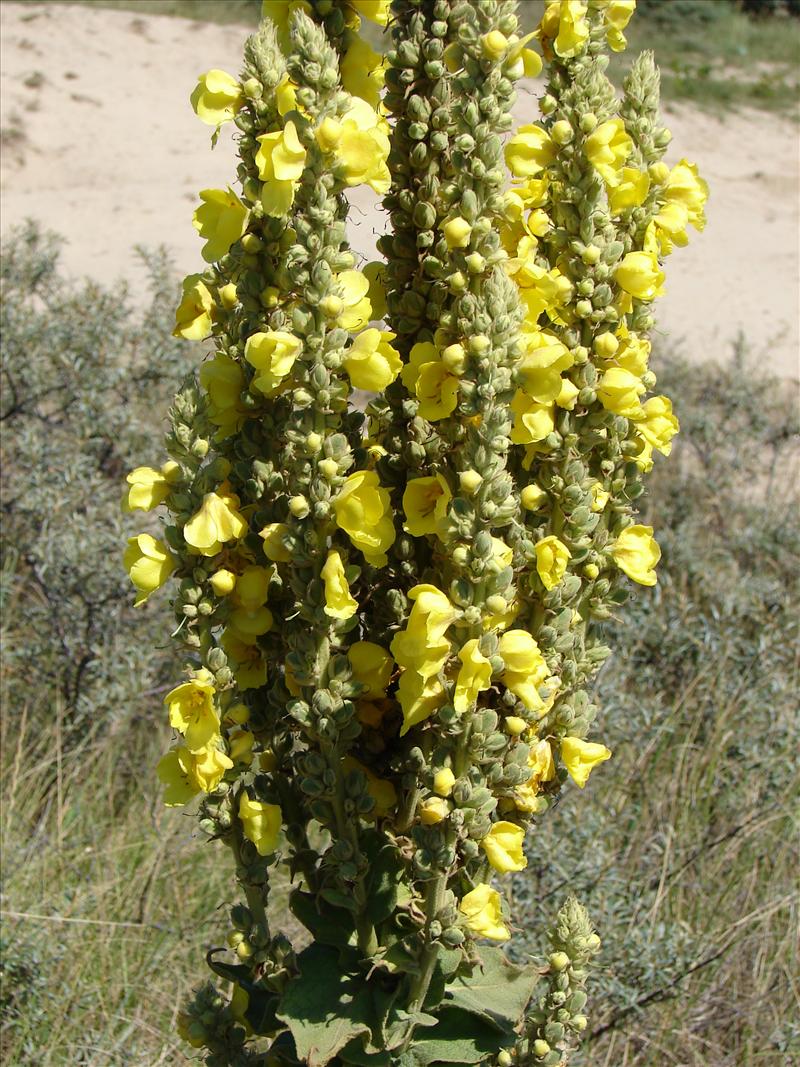 Verbascum thapsus (door Adrie van Heerden)