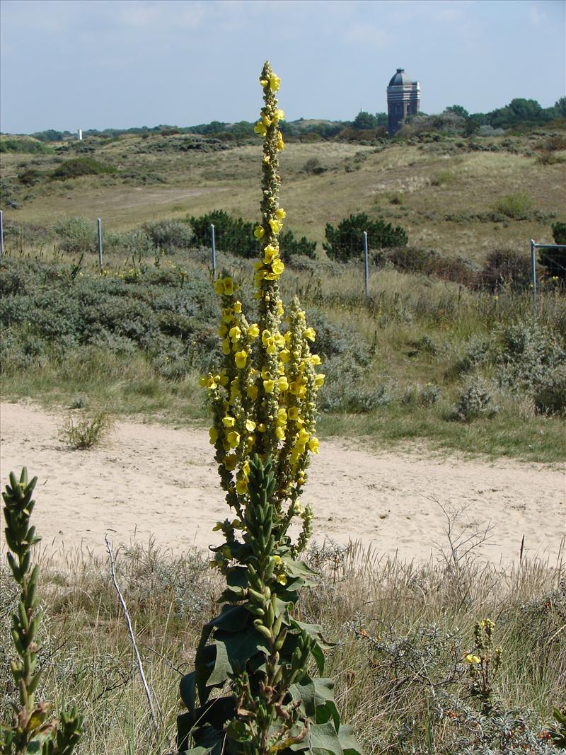 Verbascum thapsus (door Adrie van Heerden)