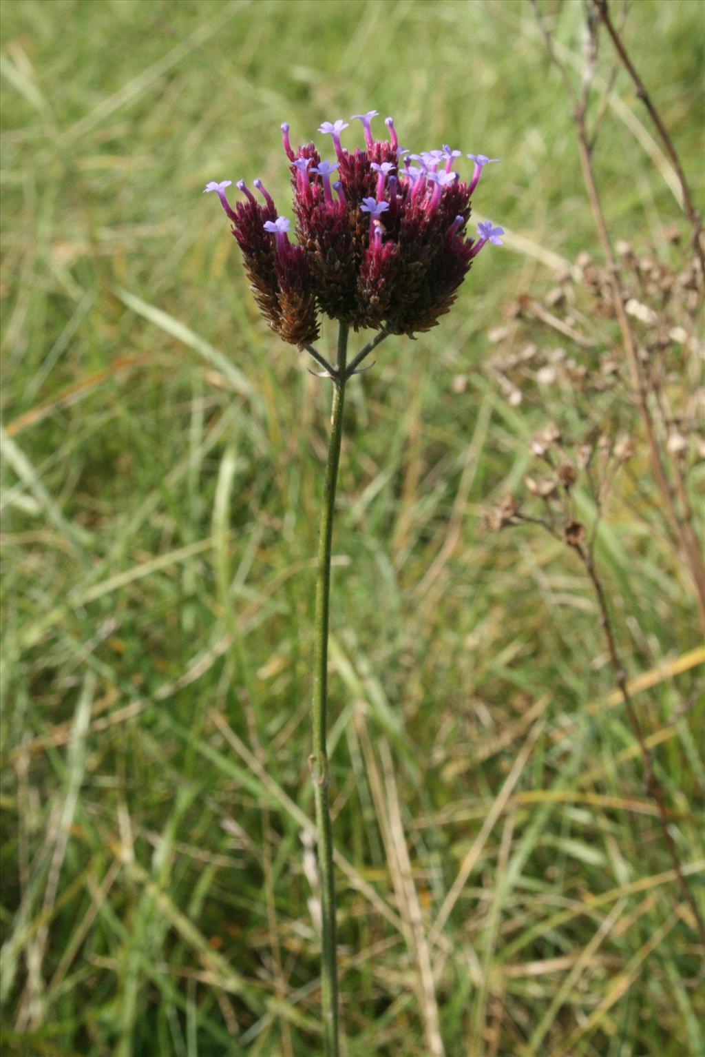 Verbena bonariensis (door Gertjan van Mill)