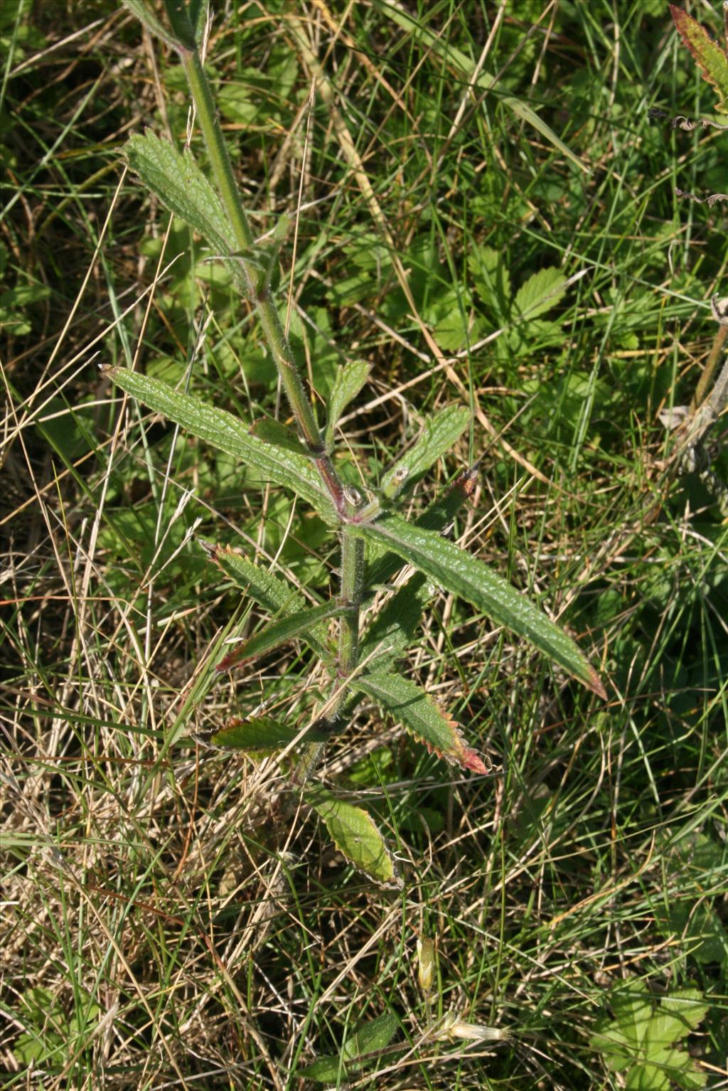 Verbena bonariensis (door Gertjan van Mill)