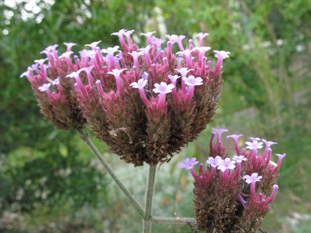 Verbena bonariensis (door Gertjan van Mill)