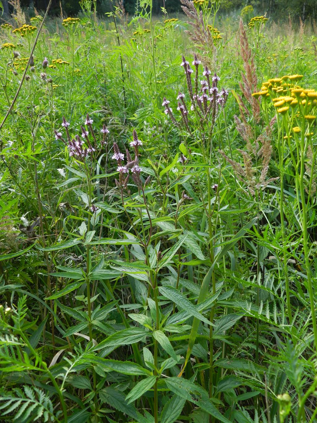 Verbena hastata (door Rutger Barendse)