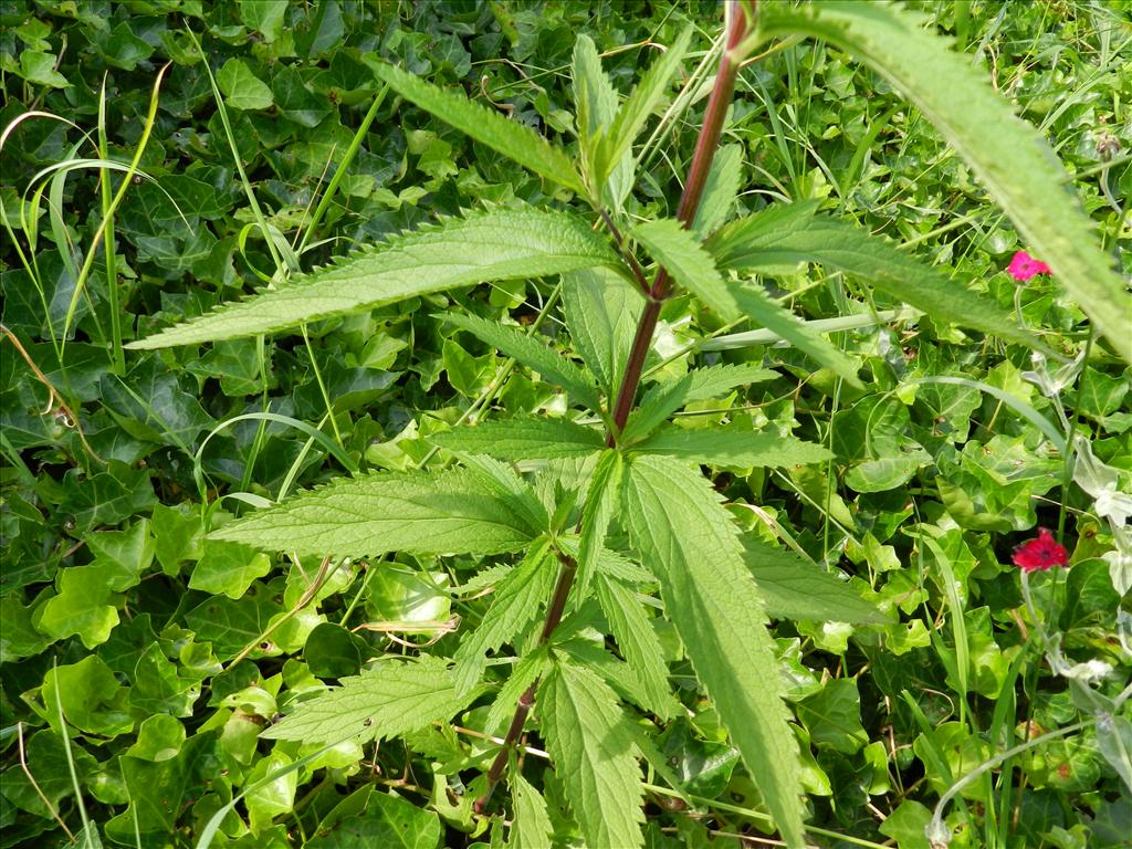 Verbena hastata (door Rutger Barendse)