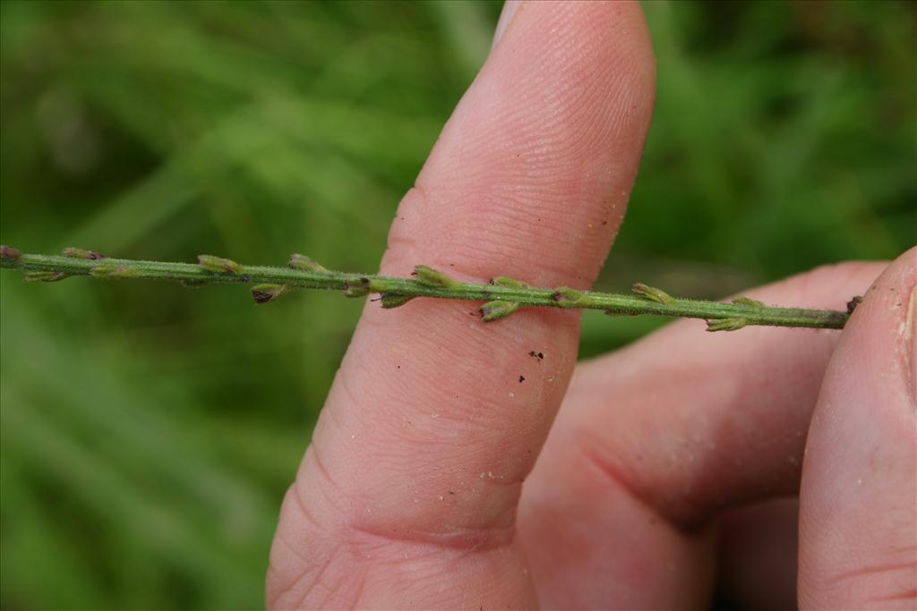 Verbena officinalis (door Niels Jeurink)