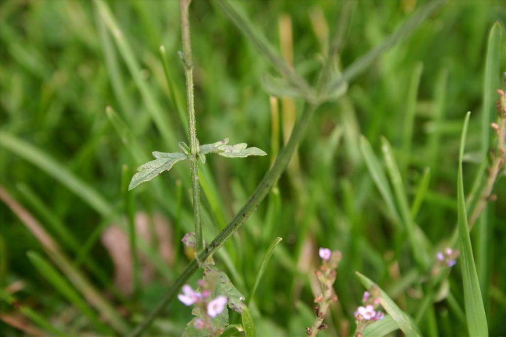 Verbena officinalis (door Niels Jeurink)