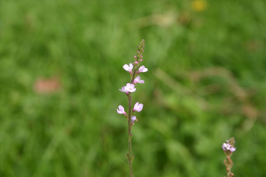 Verbena officinalis (door Niels Jeurink)