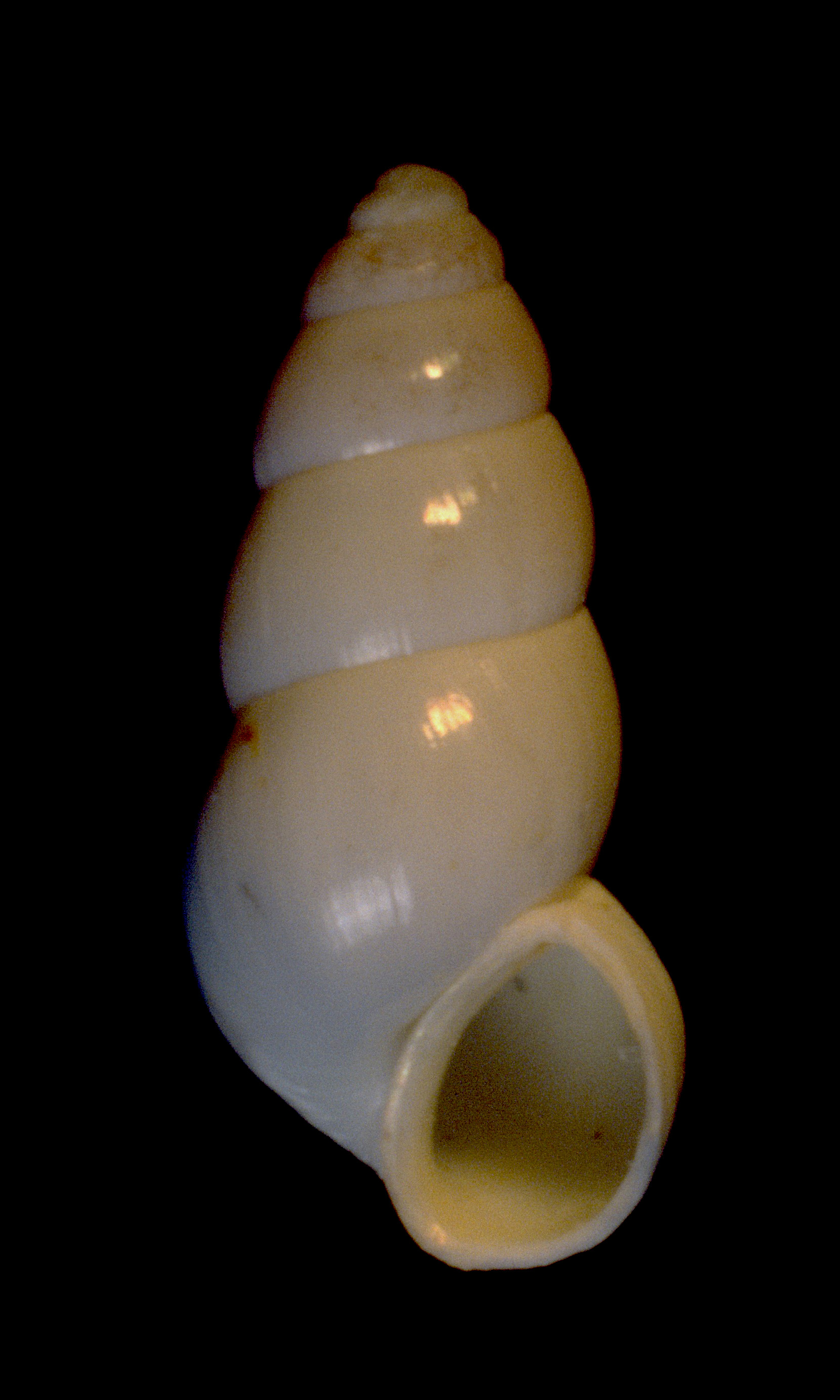 Hydrobia acuta neglecta (door Adriaan Gmelig Meyling Sr.)