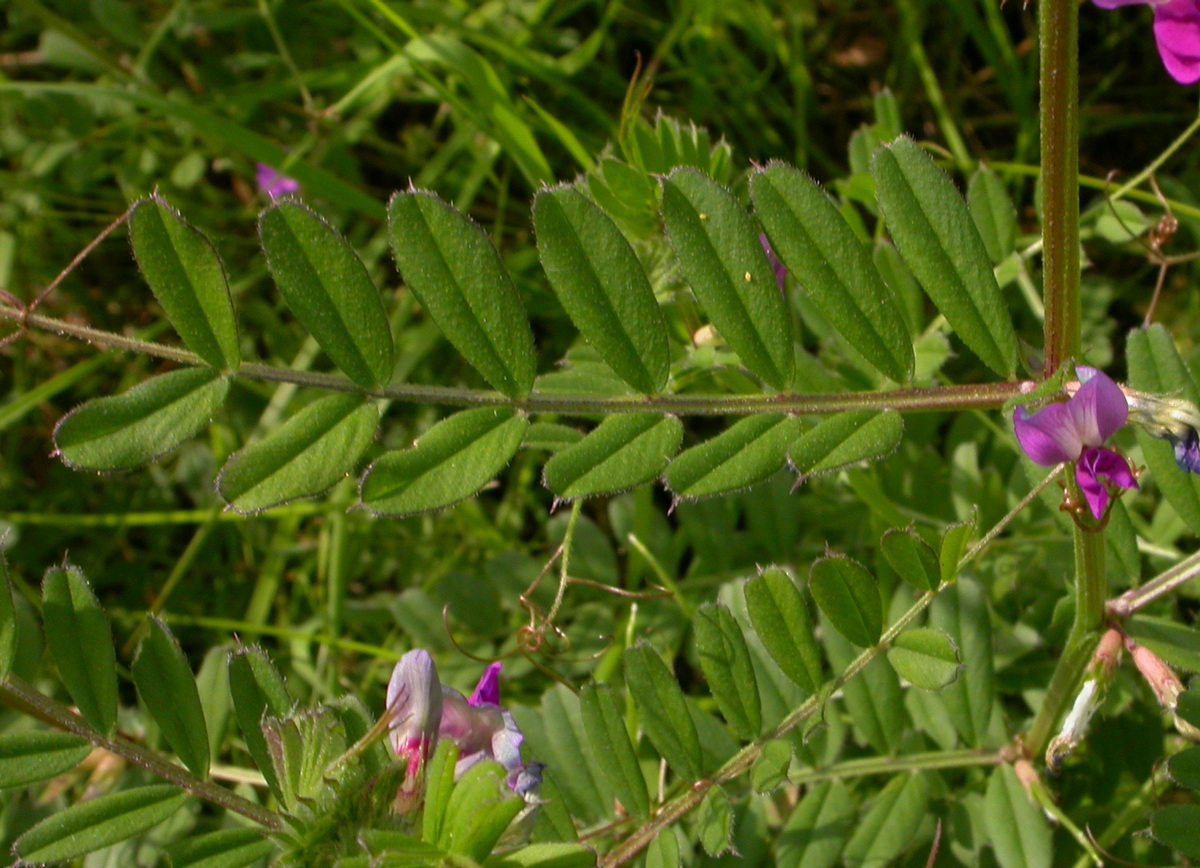 Vicia sativa subsp. segetalis (door Peter Meininger)