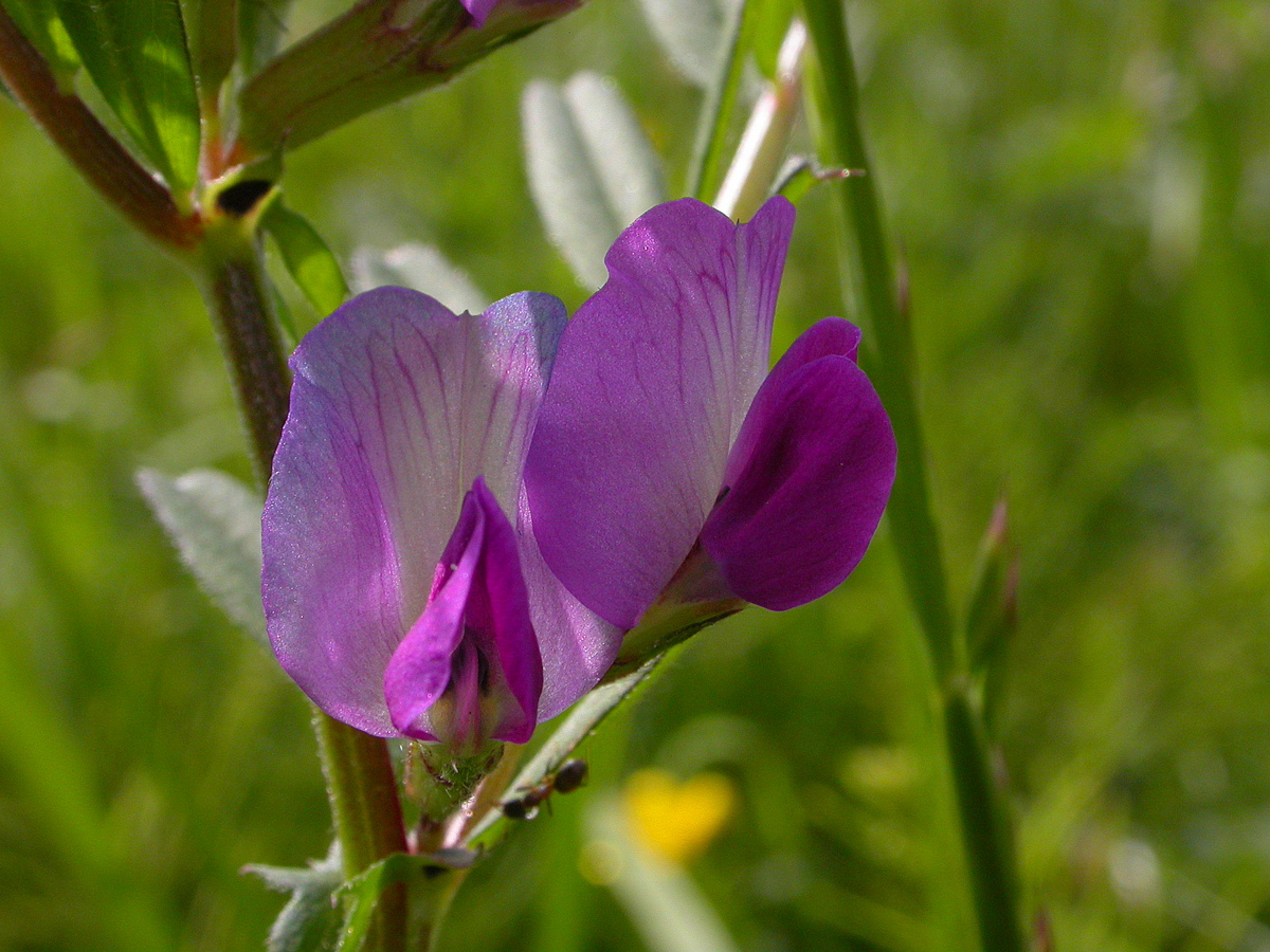 Vicia sativa subsp. segetalis (door Peter Meininger)