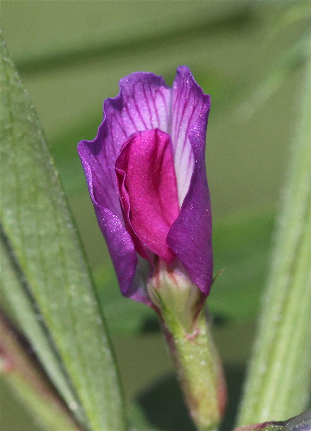 Vicia sativa subsp. segetalis (door Peter Meininger)